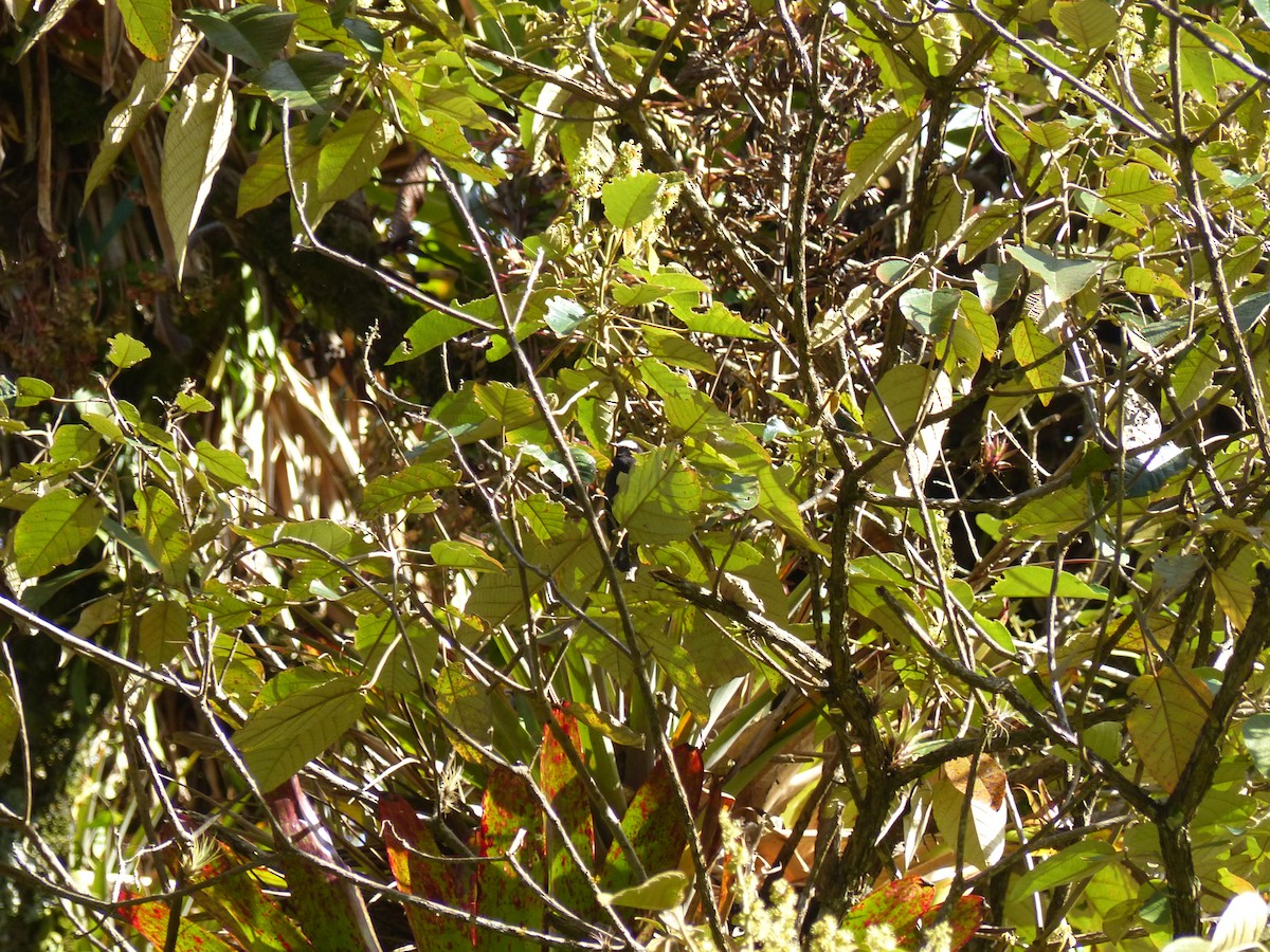 Capped Conebill - ML530590581
