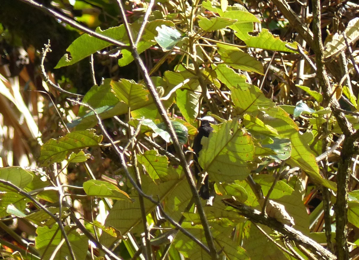 Capped Conebill - ML530590591
