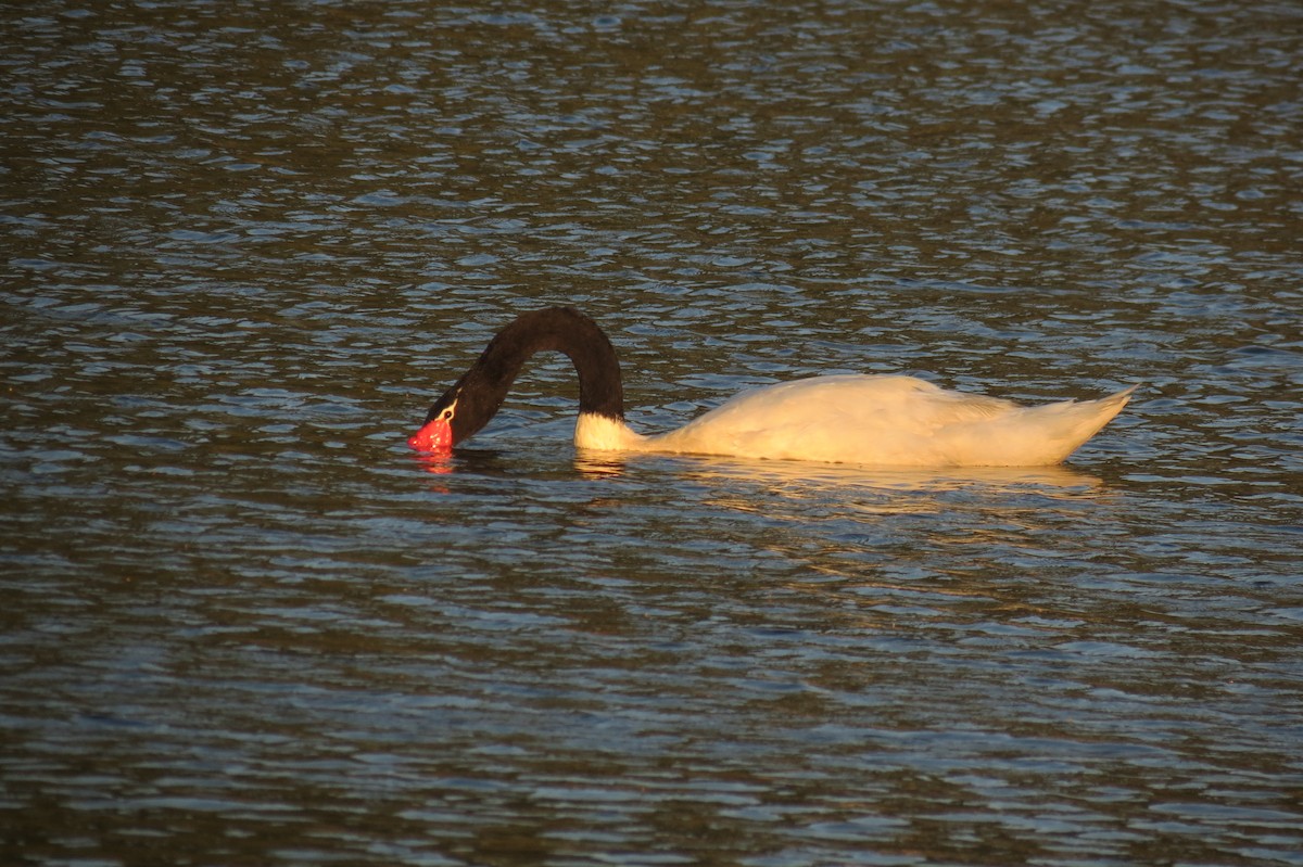 Black-necked Swan - Pablo Cárcamo Bravo