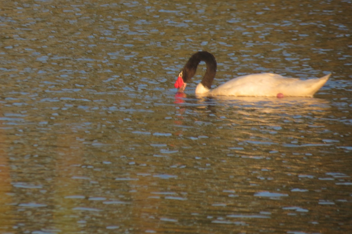 Black-necked Swan - Pablo Cárcamo Bravo