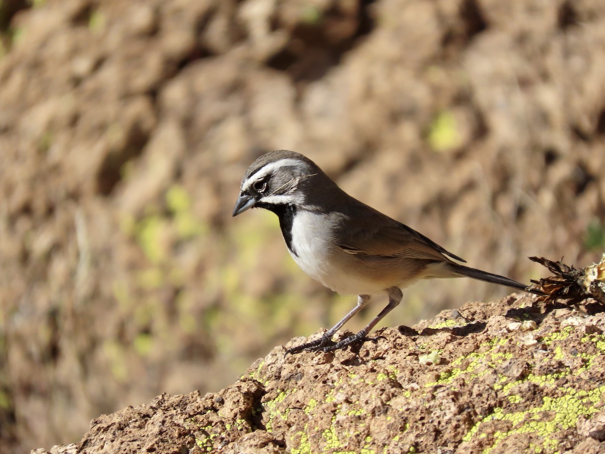 Black-throated Sparrow - Dona Trodd