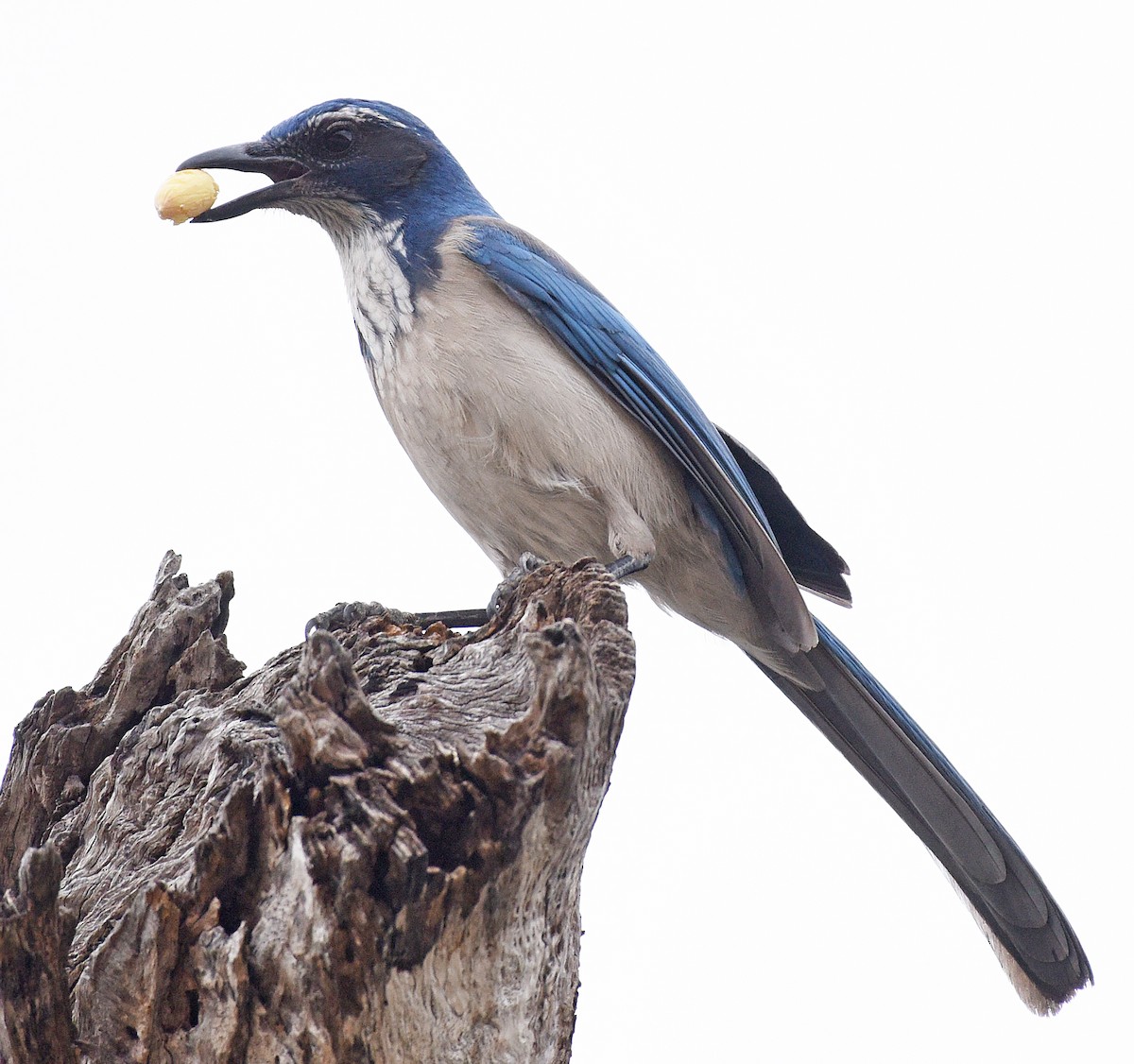 California Scrub-Jay - Steven Mlodinow