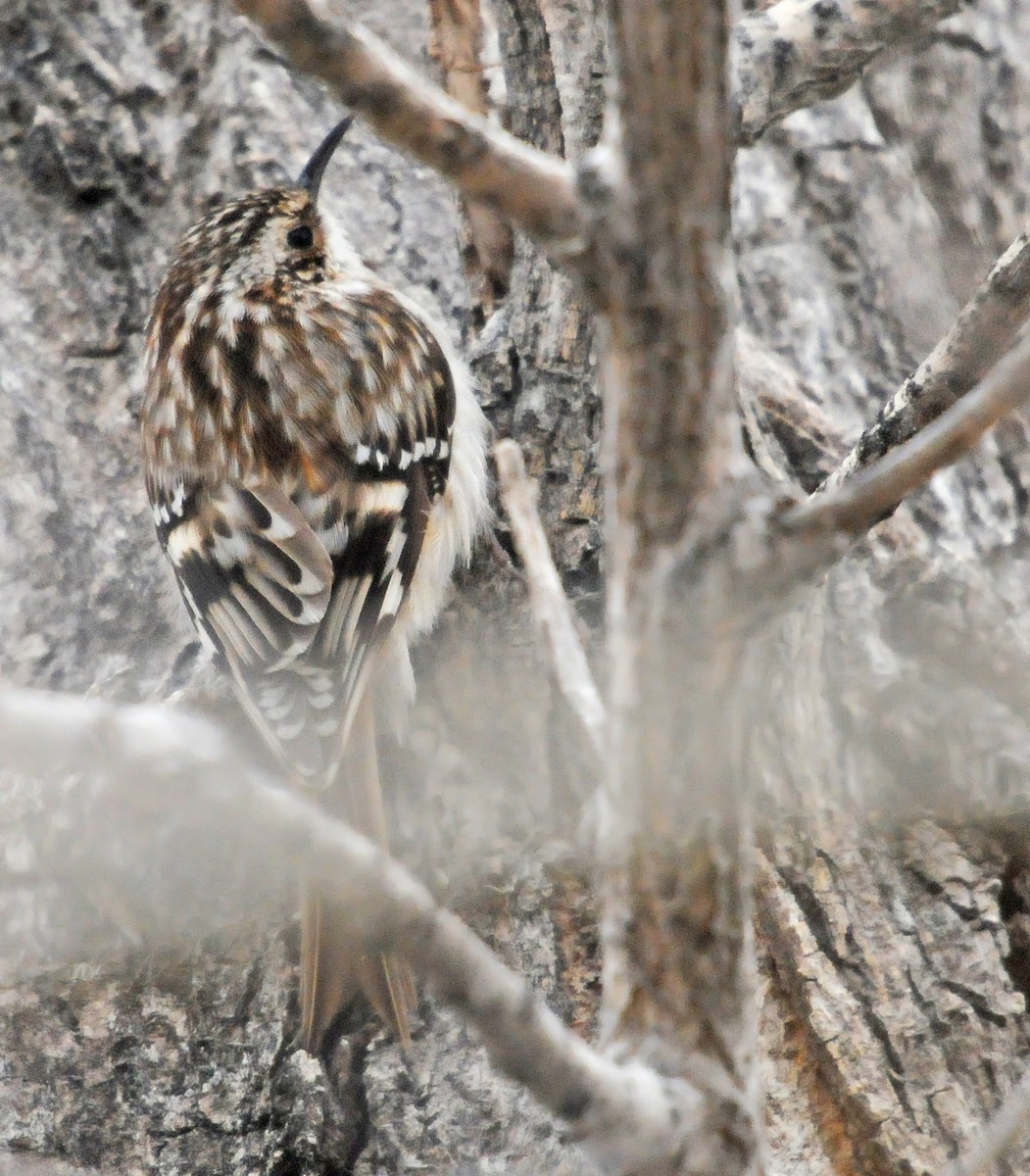 Brown Creeper (americana/nigrescens) - Steven Mlodinow