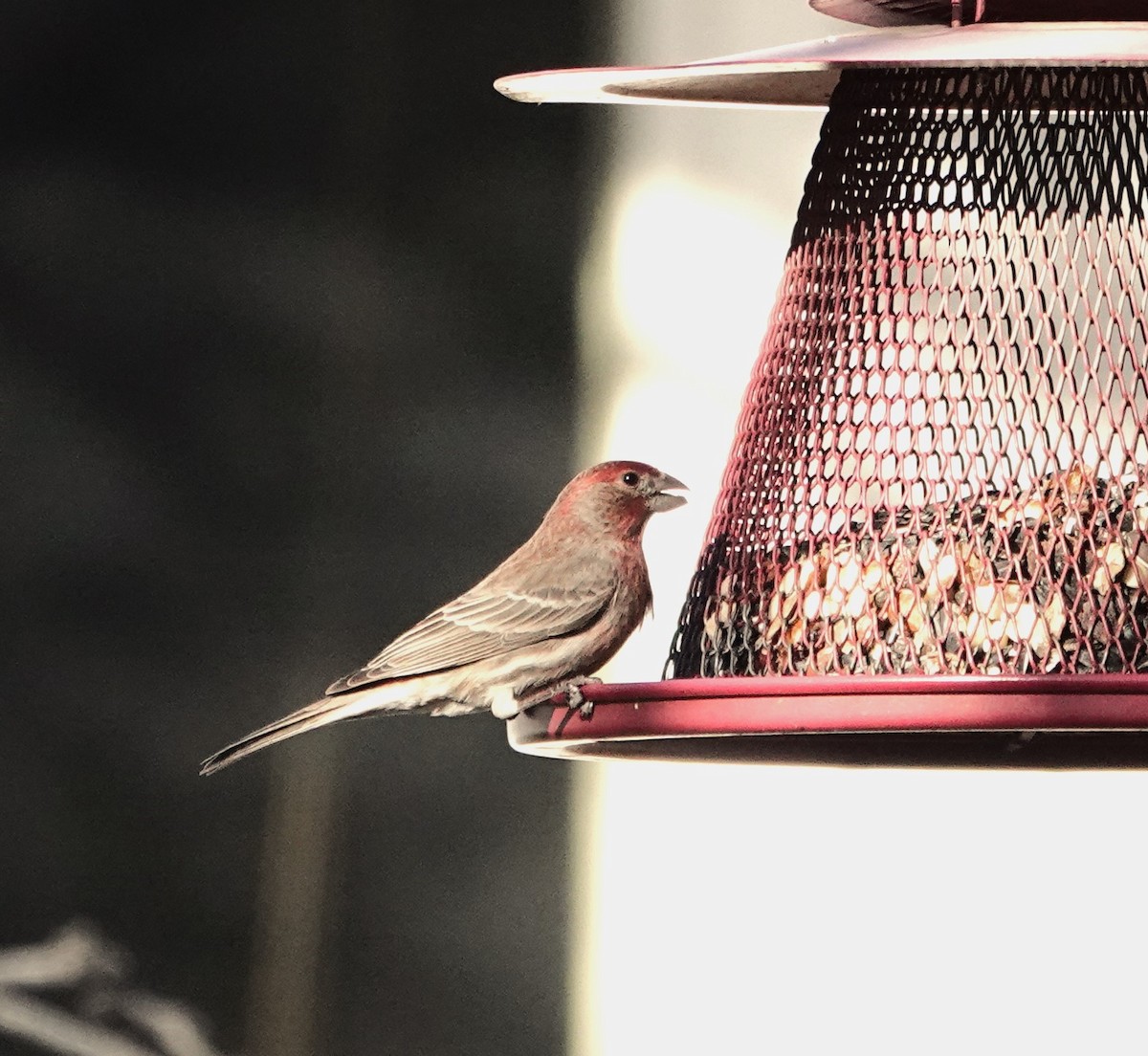 House Finch - Paul Evans