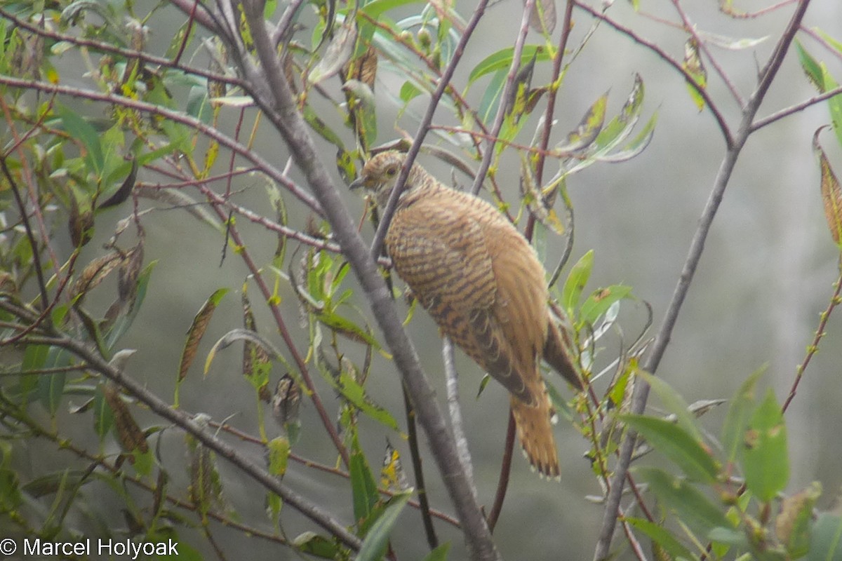 Common Cuckoo - ML530597061