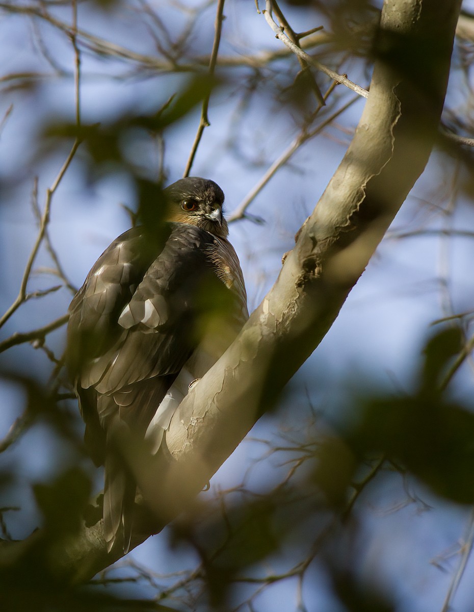 Sharp-shinned Hawk - ML530597451