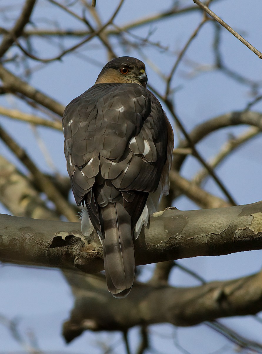 Sharp-shinned Hawk - ML530597541