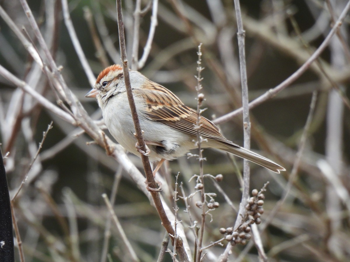 Chipping Sparrow - ML530597591