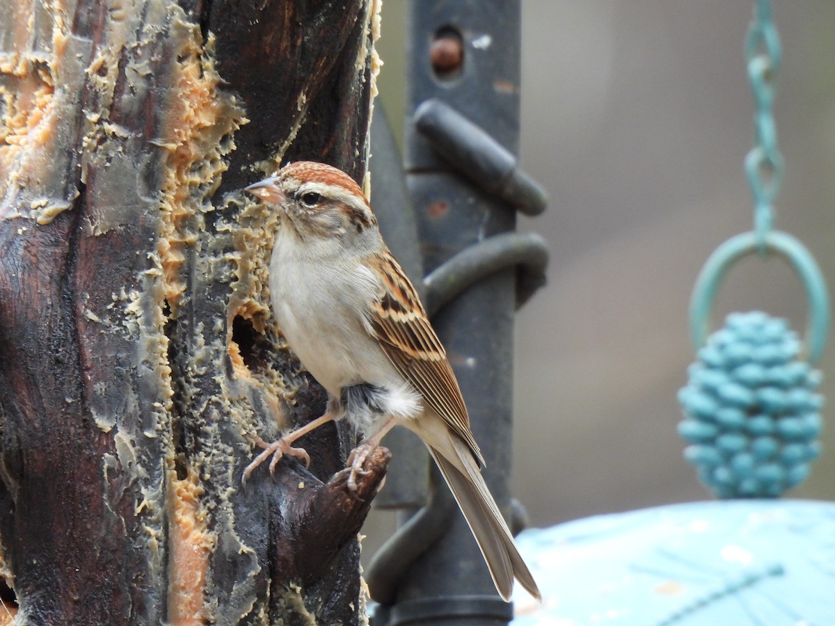 Chipping Sparrow - ML530597631