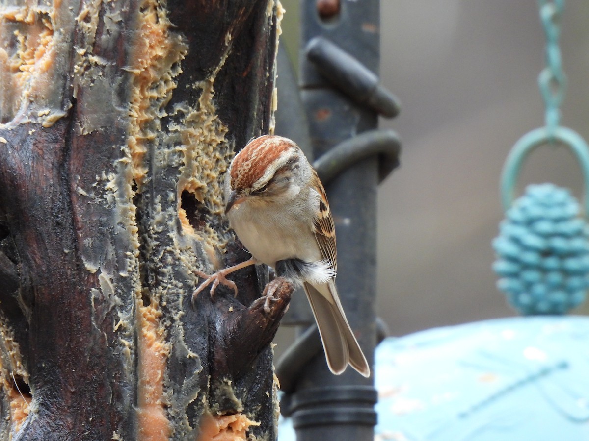 Chipping Sparrow - ML530597661