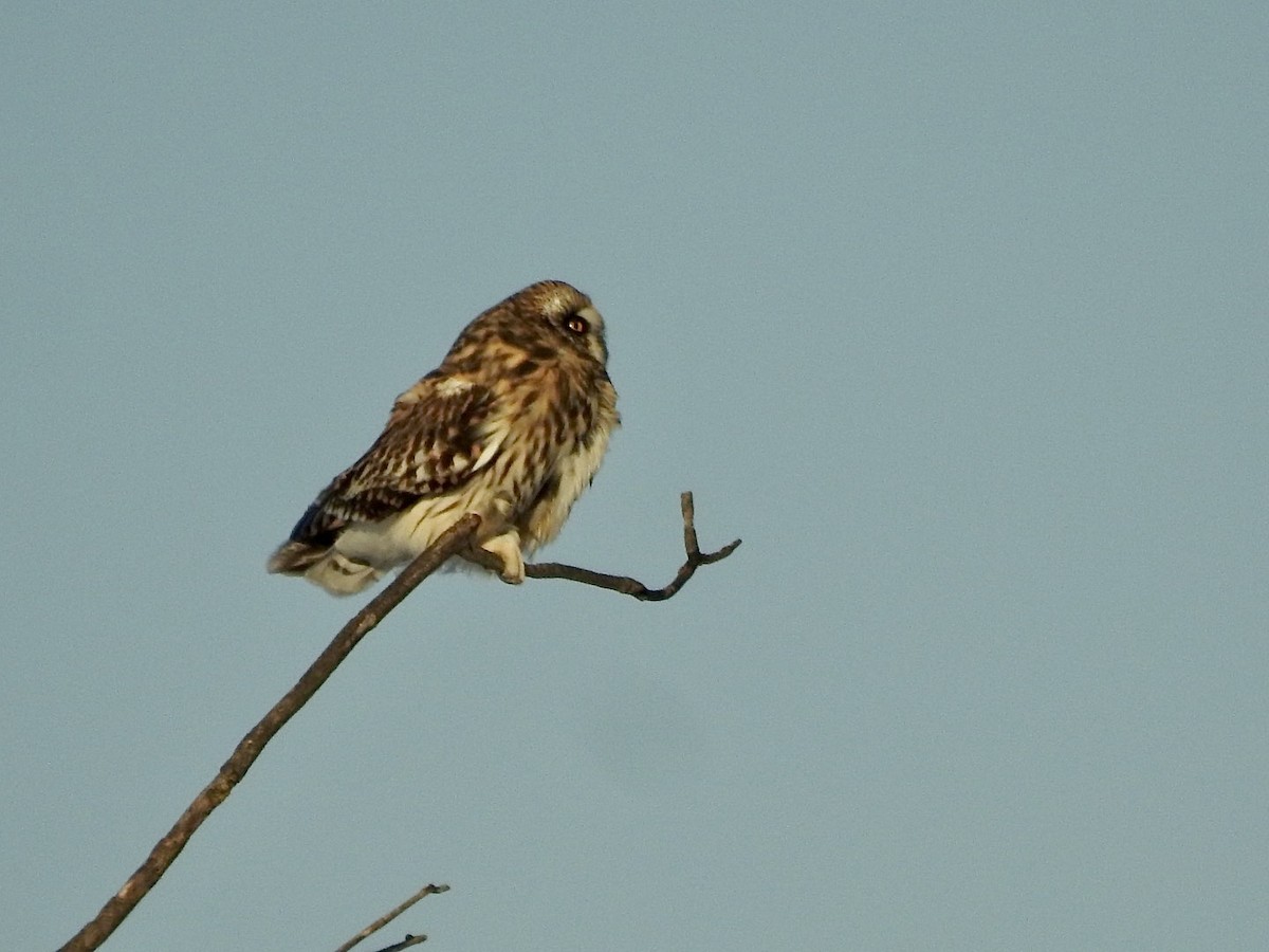 Short-eared Owl - ML530597741