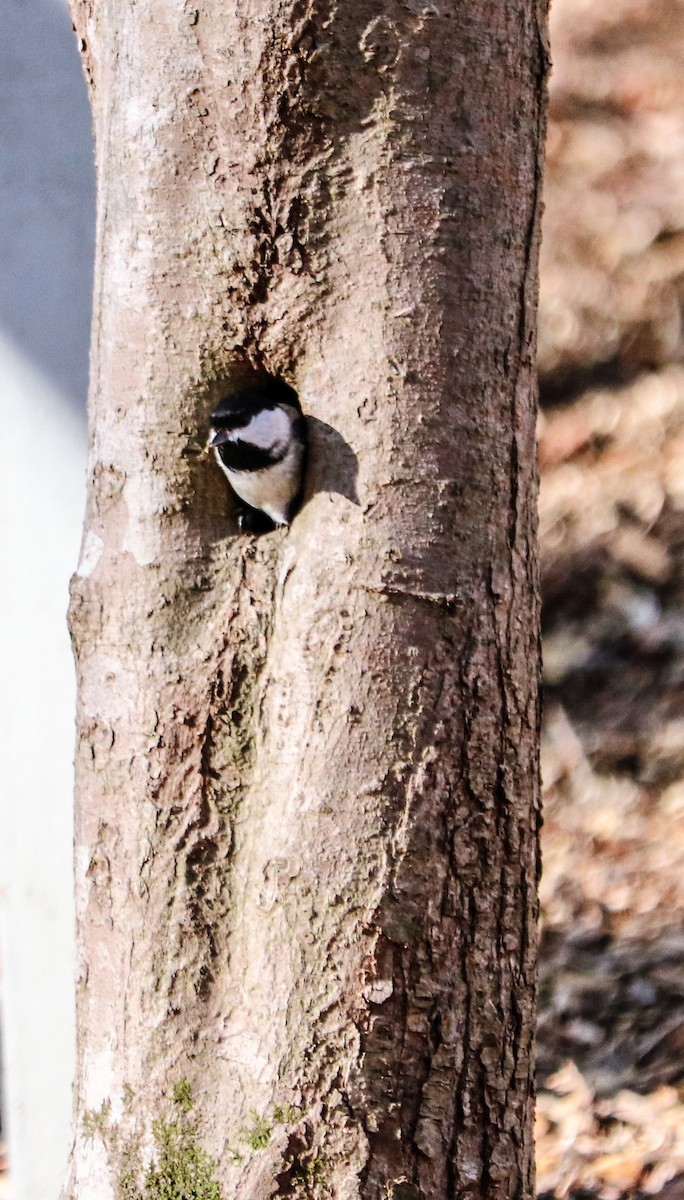 Carolina Chickadee - ML53059811