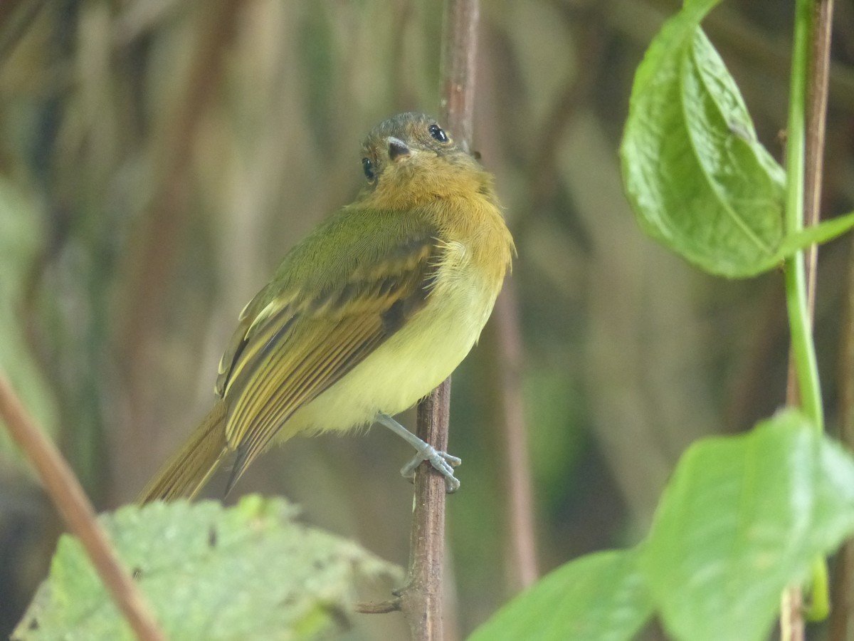 Rufous-breasted Flycatcher - ML530600521