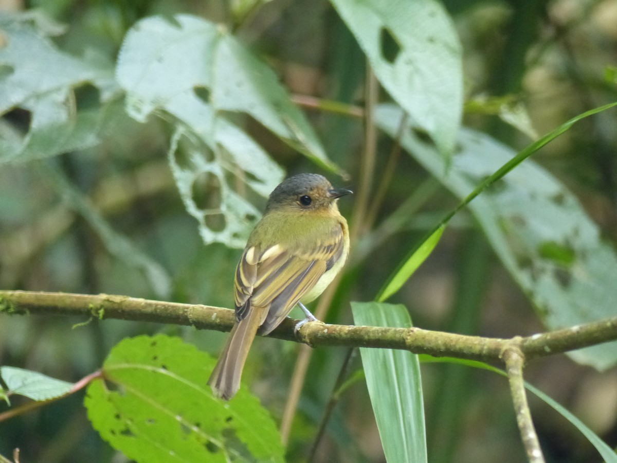 Rufous-breasted Flycatcher - ML530600531