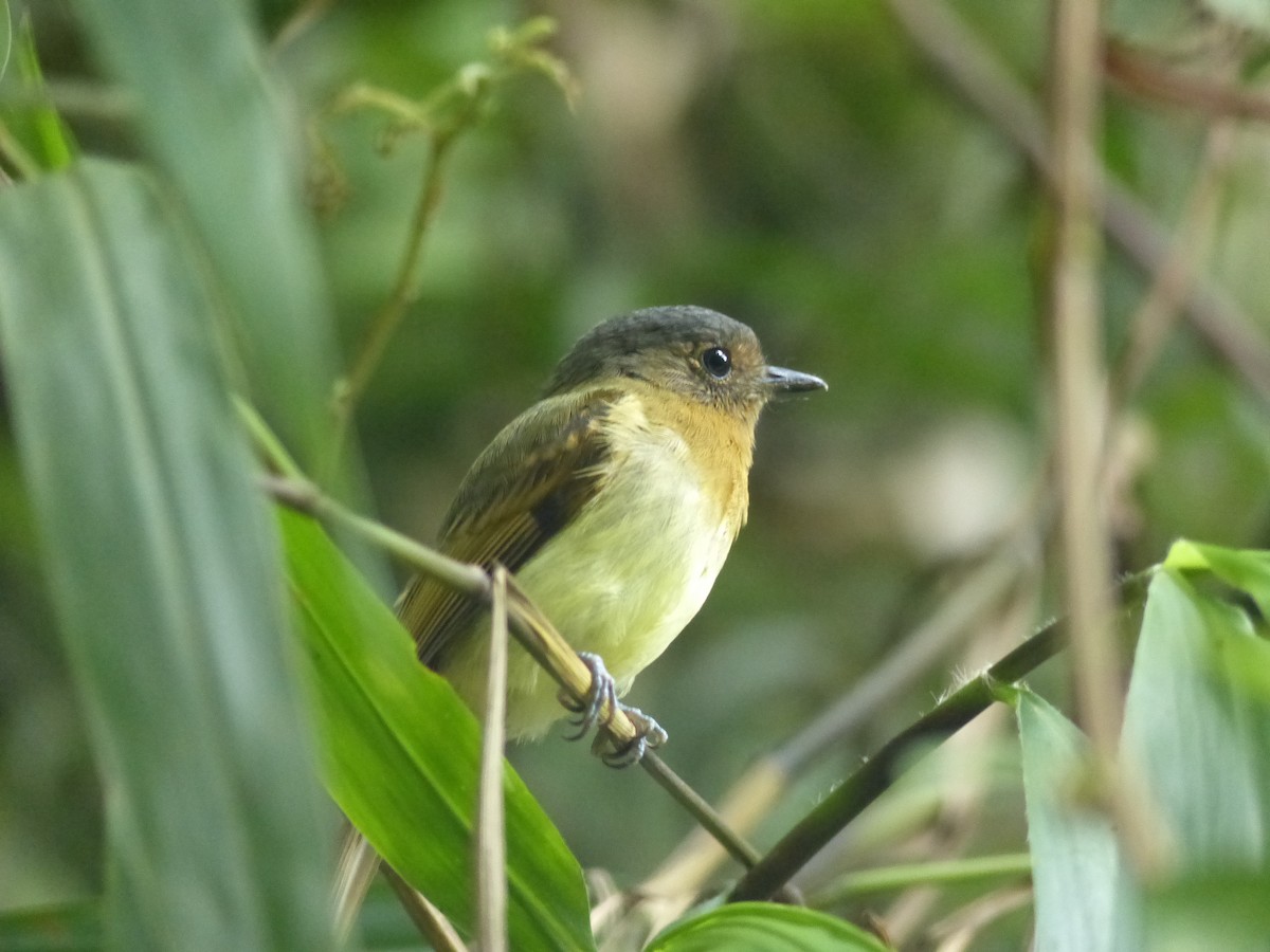 Rufous-breasted Flycatcher - ML530600541