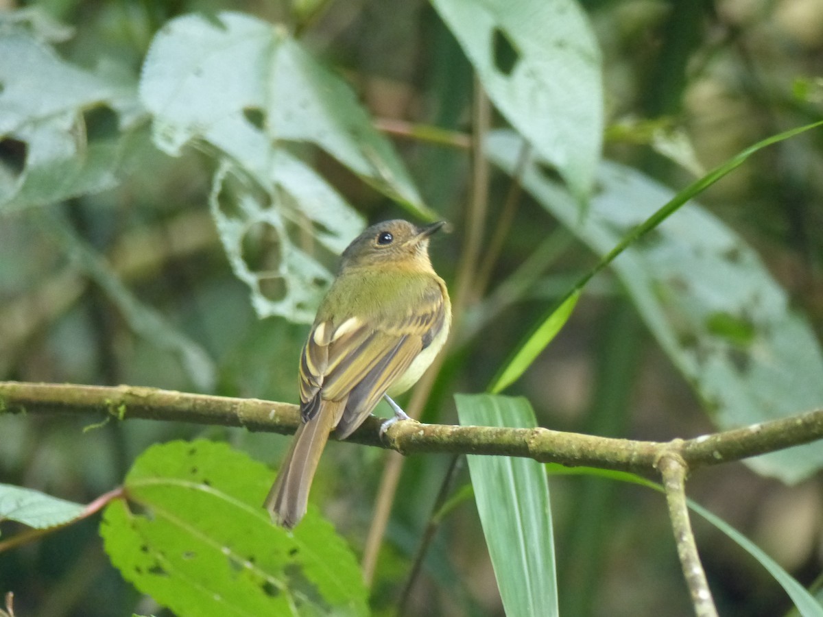 Rufous-breasted Flycatcher - ML530600551