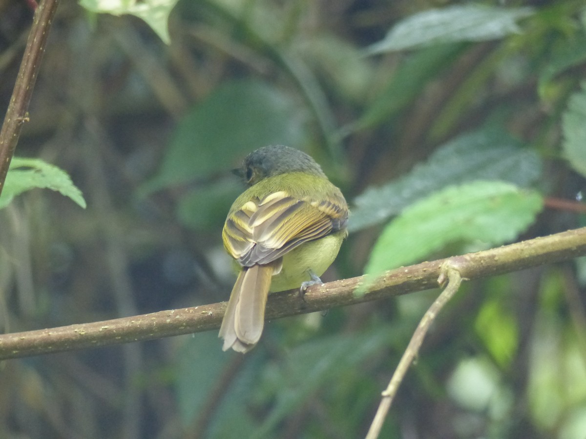 Rufous-breasted Flycatcher - ML530600571