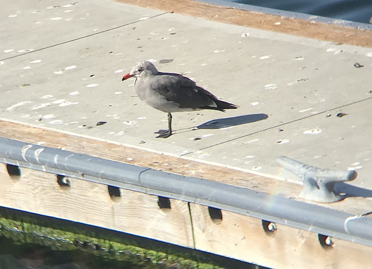 Heermann's Gull - ML530601291
