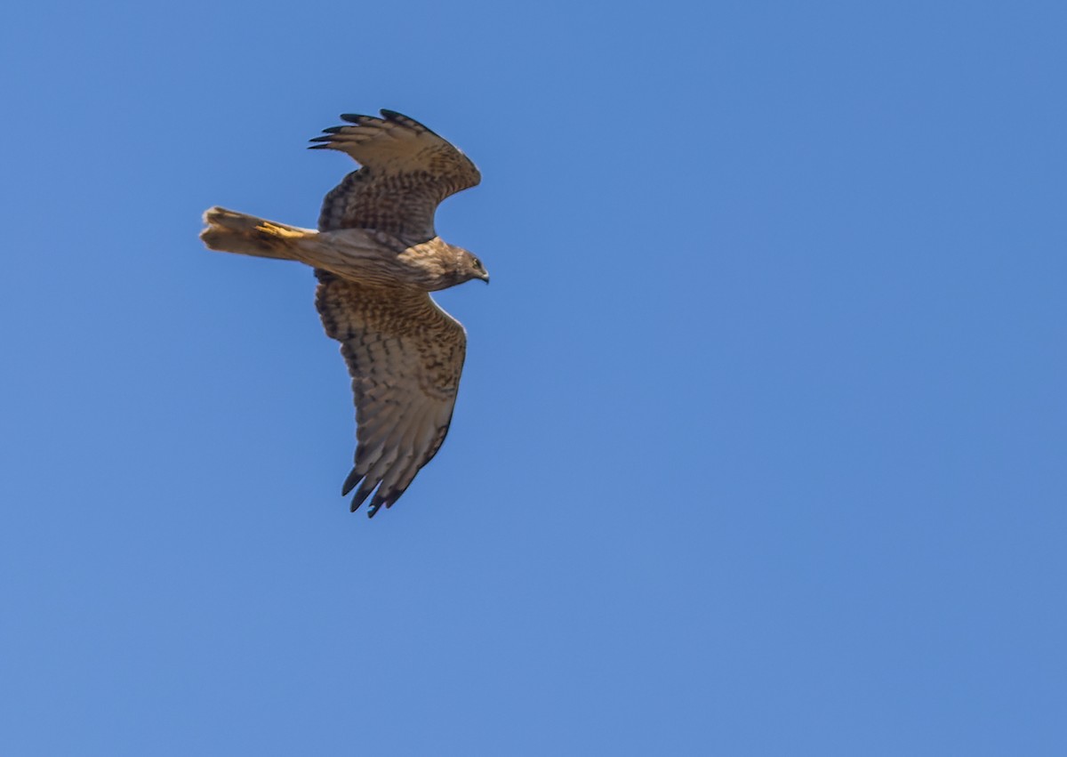 Swamp Harrier - Geoff Dennis