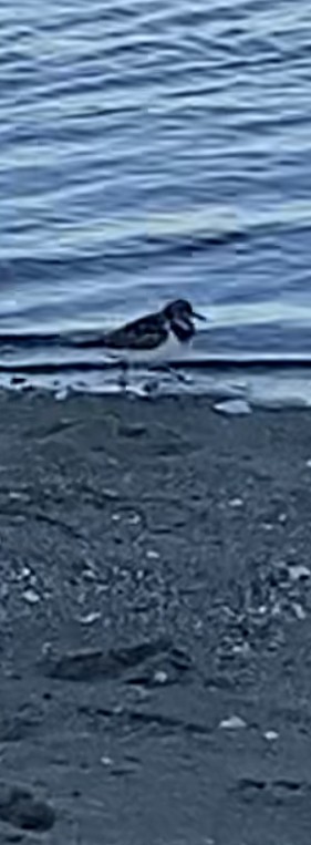 Ruddy Turnstone - ML530602511