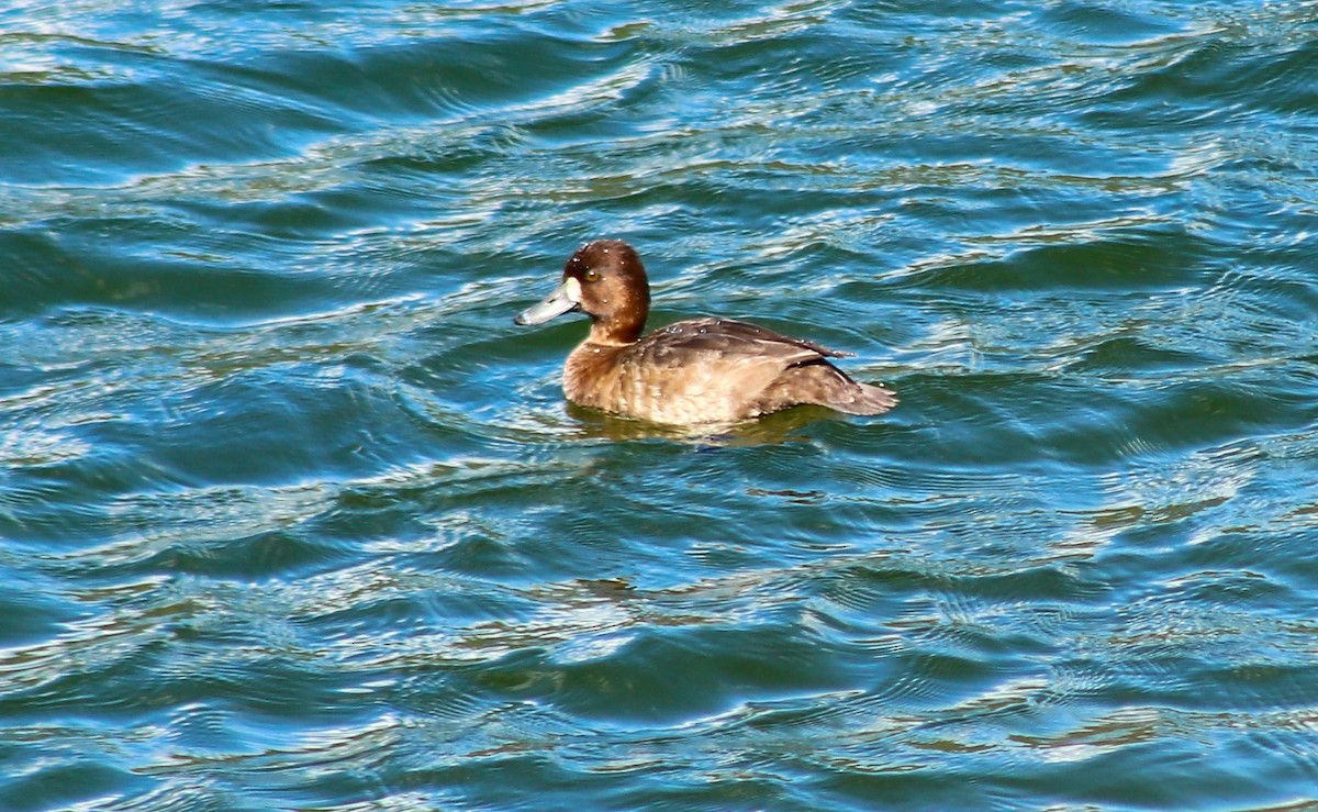 Lesser Scaup - ML530602731