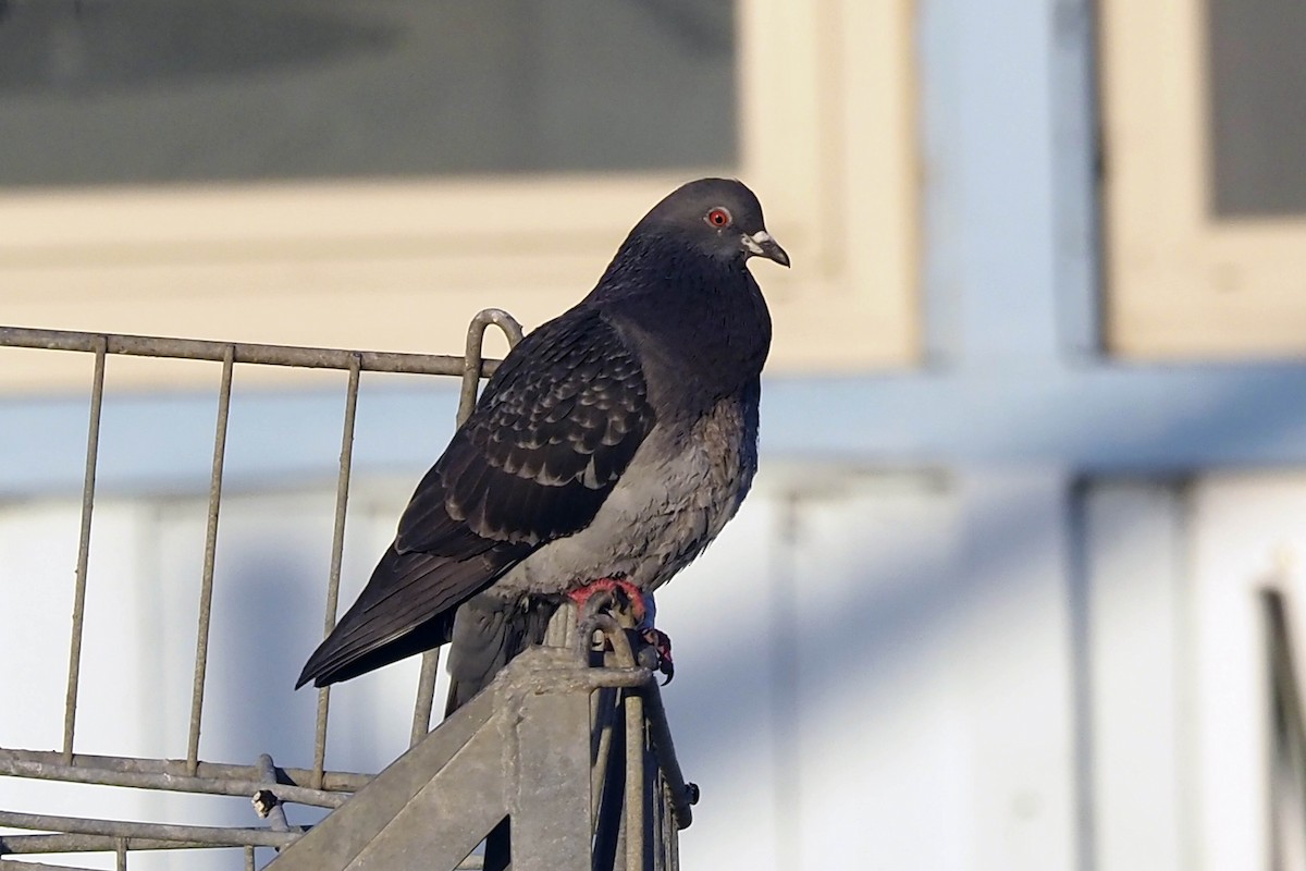 Rock Pigeon (Feral Pigeon) - ML530603201