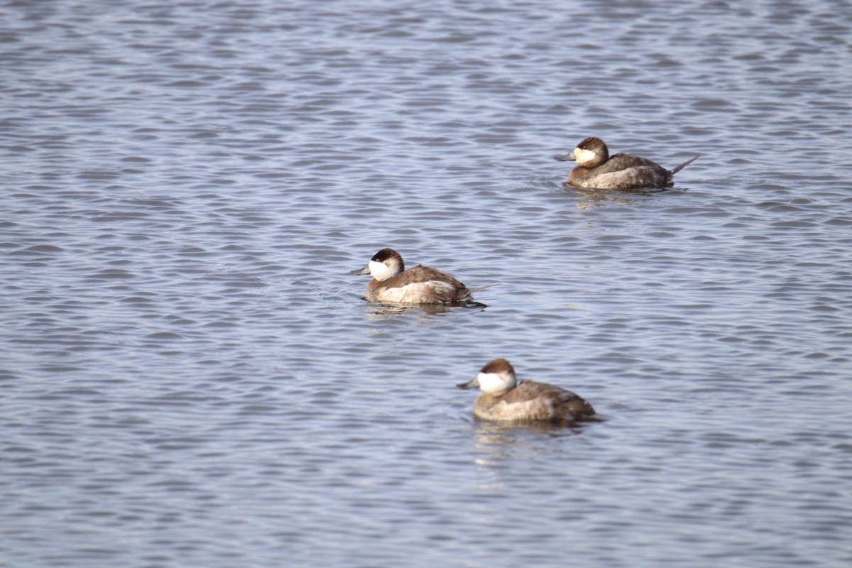 Ruddy Duck - ML530604041