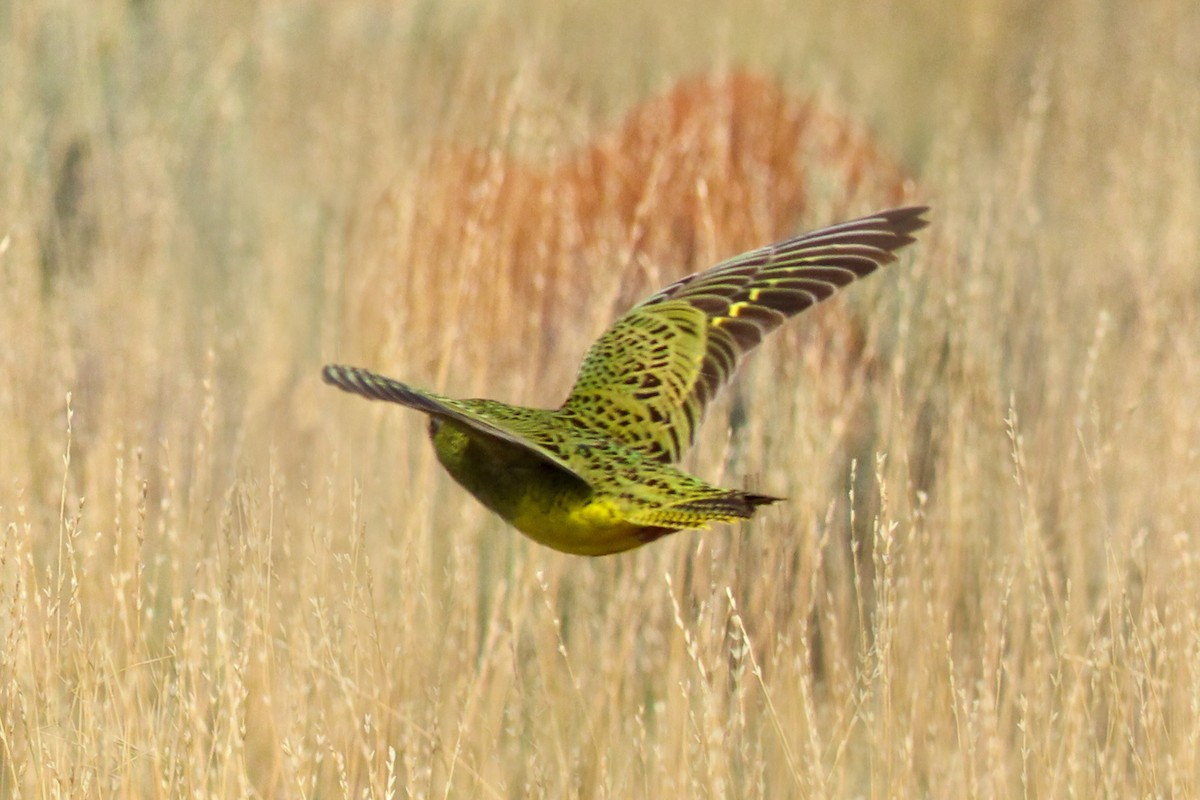 Night Parrot - ML530604261