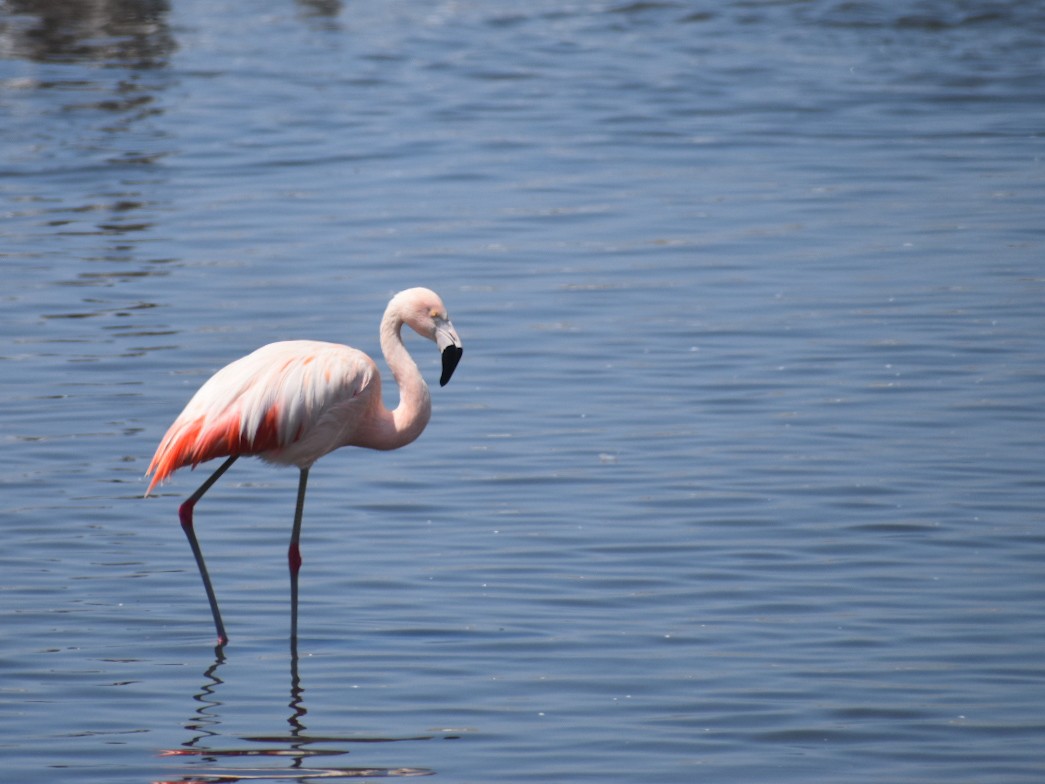 Flamant du Chili - ML530604291