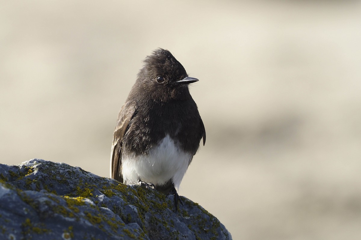 Black Phoebe - ML530604461