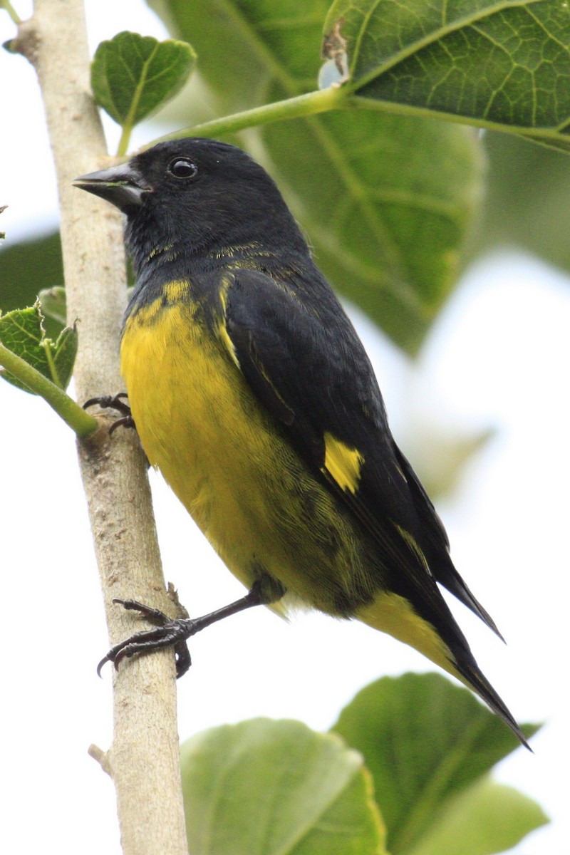 Yellow-bellied Siskin - ML530604891