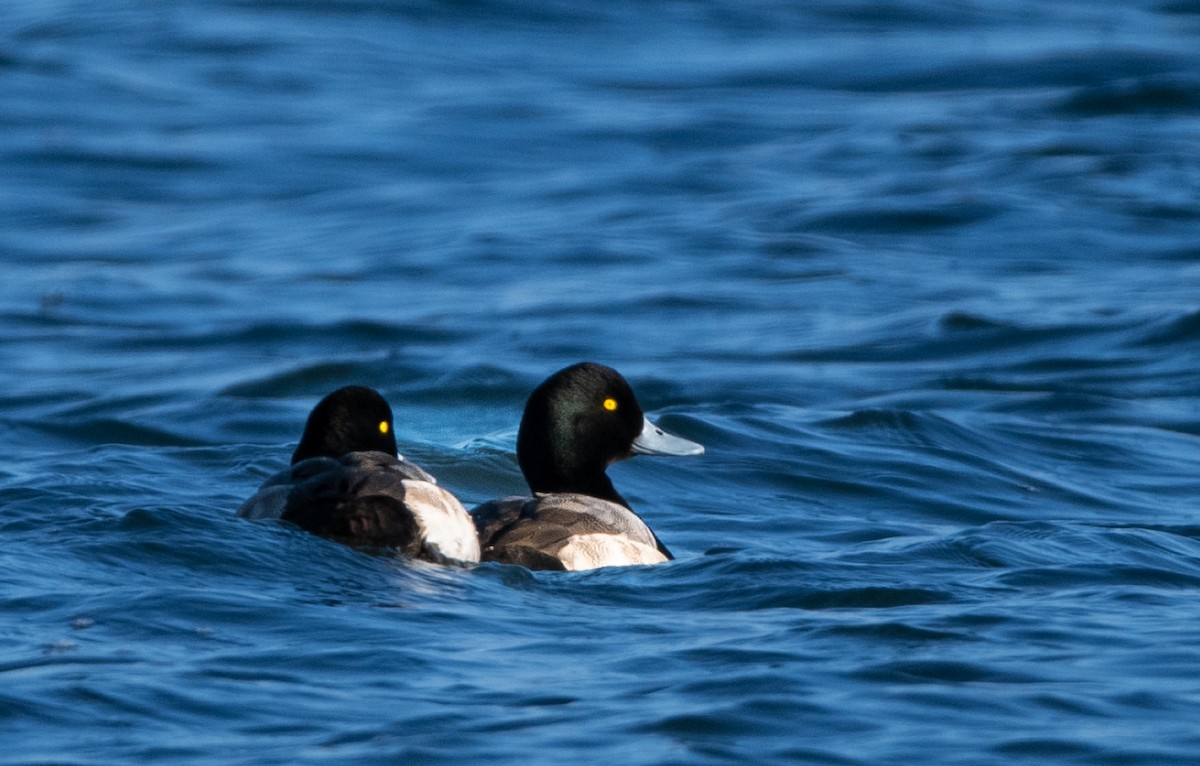 Lesser Scaup - ML530607131