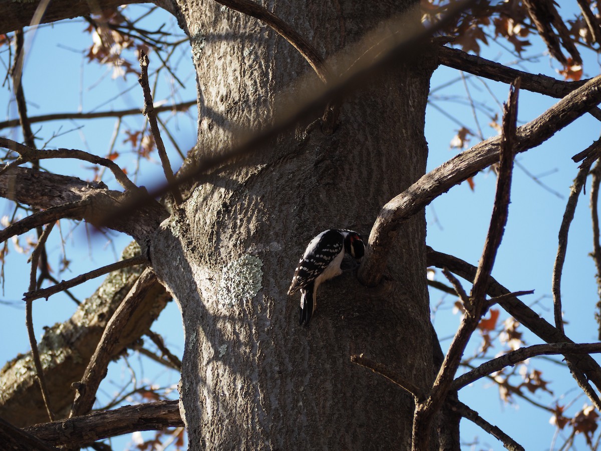 Hairy Woodpecker - ML530607141