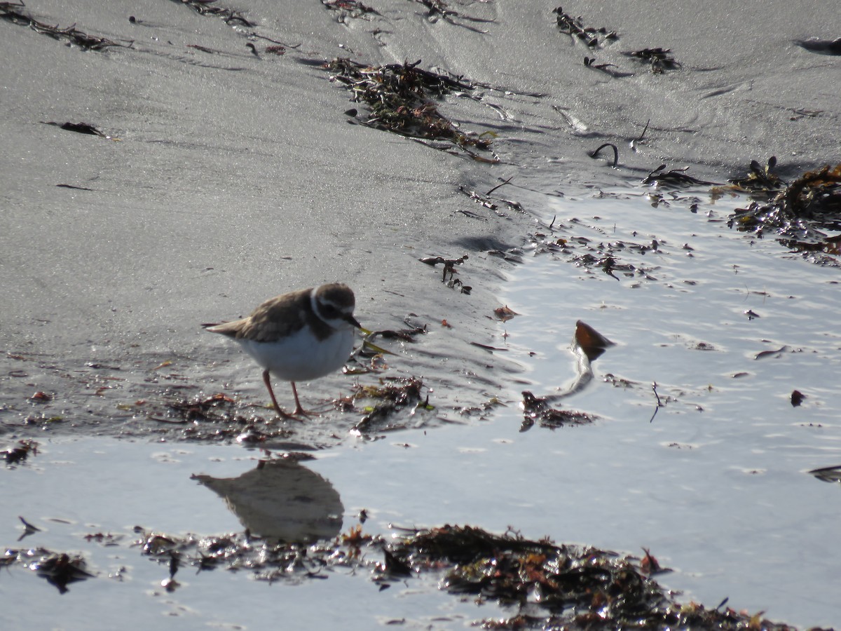 Common Ringed Plover - ML530608641