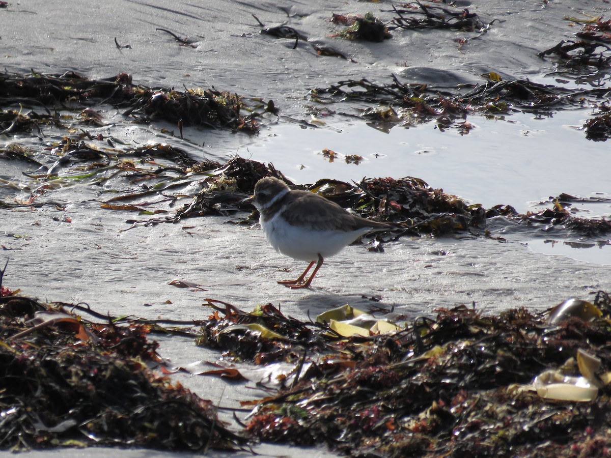 Common Ringed Plover - ML530608661