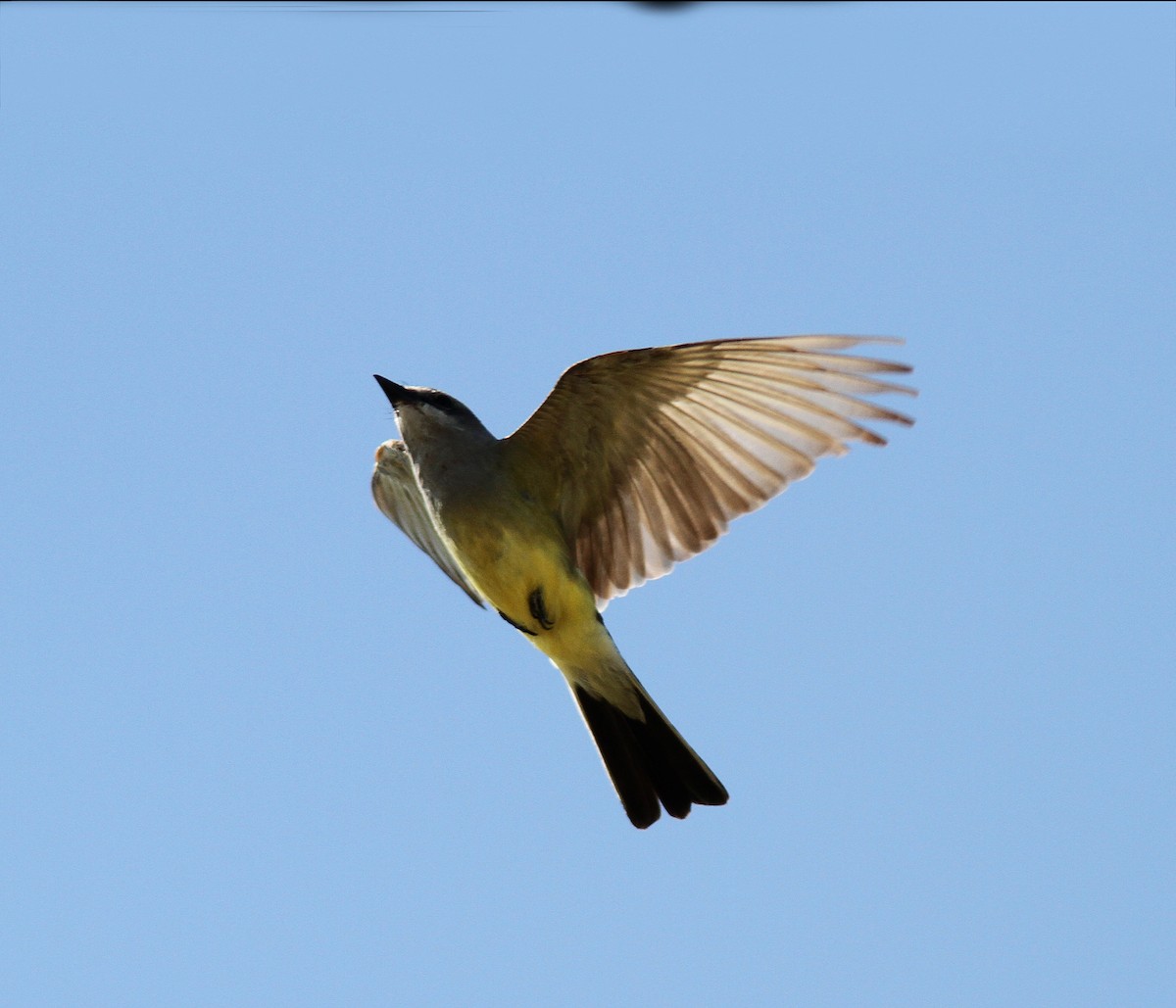 Western Kingbird - ML53060871