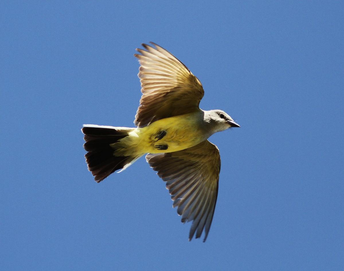 Western Kingbird - ML53060881