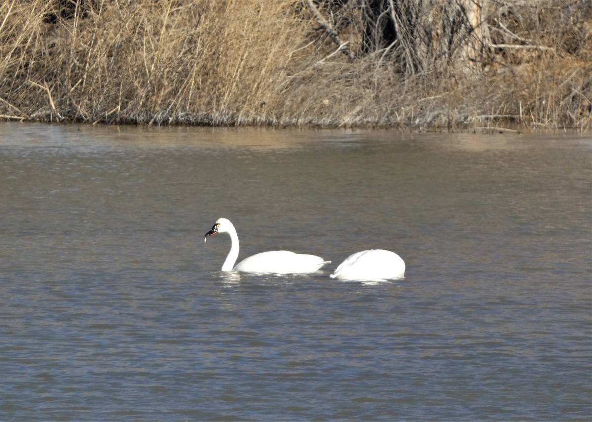 Tundra Swan - ML530609591