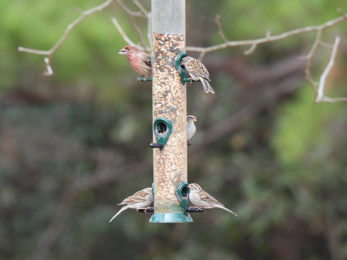 Chipping Sparrow - ML530609601