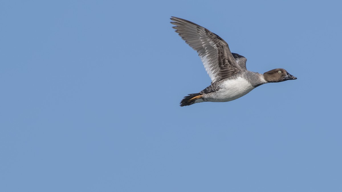 Common Goldeneye - ML53060961