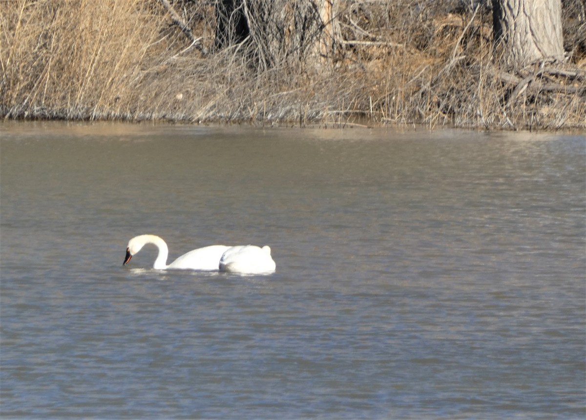 Tundra Swan - ML530609661