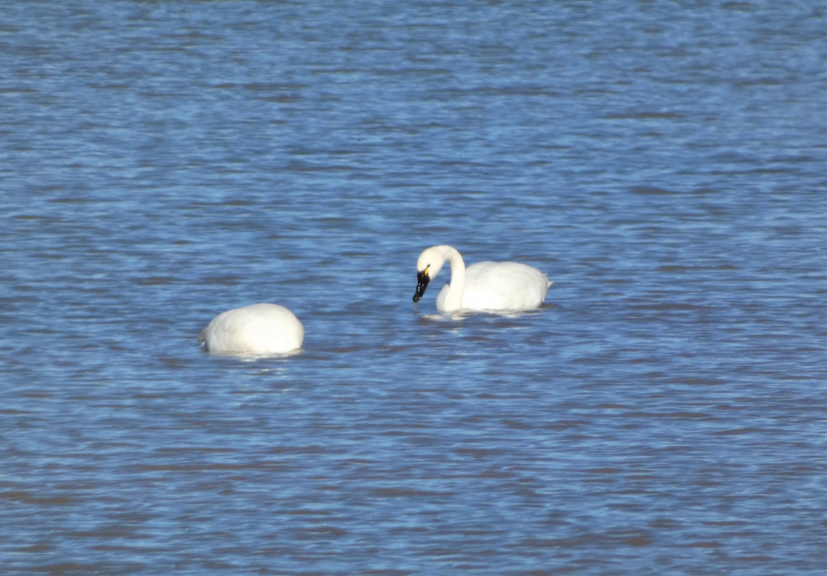 Tundra Swan - ML530609741