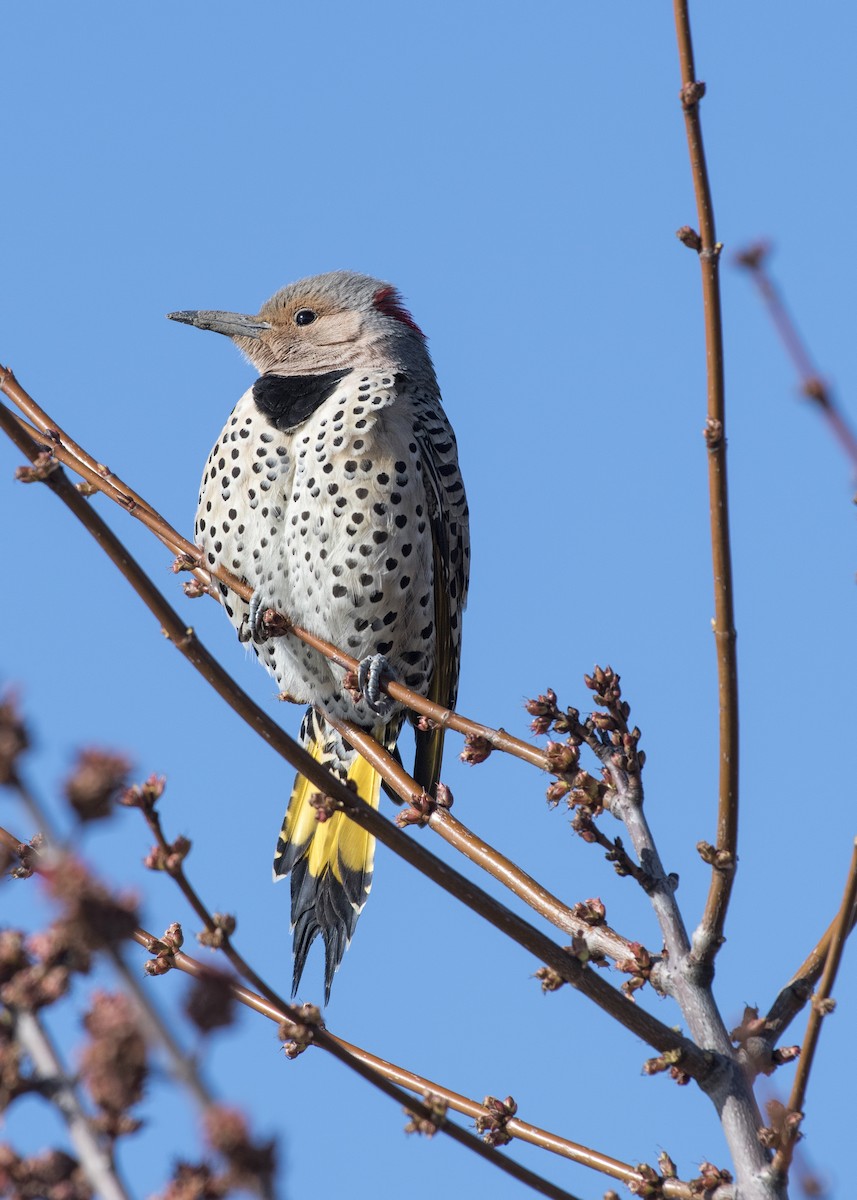 Northern Flicker - ML53061041