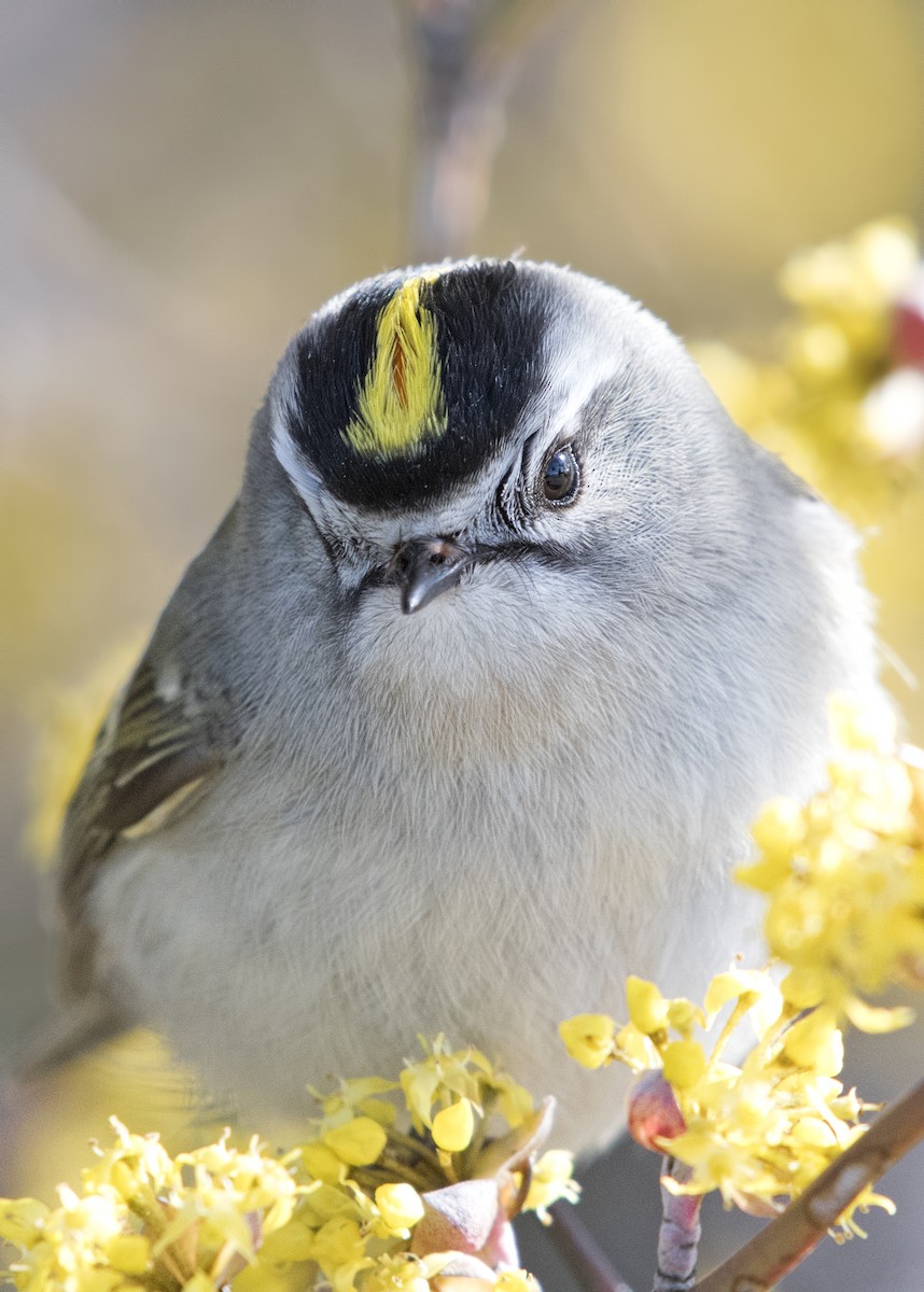 Golden-crowned Kinglet - ML53061051