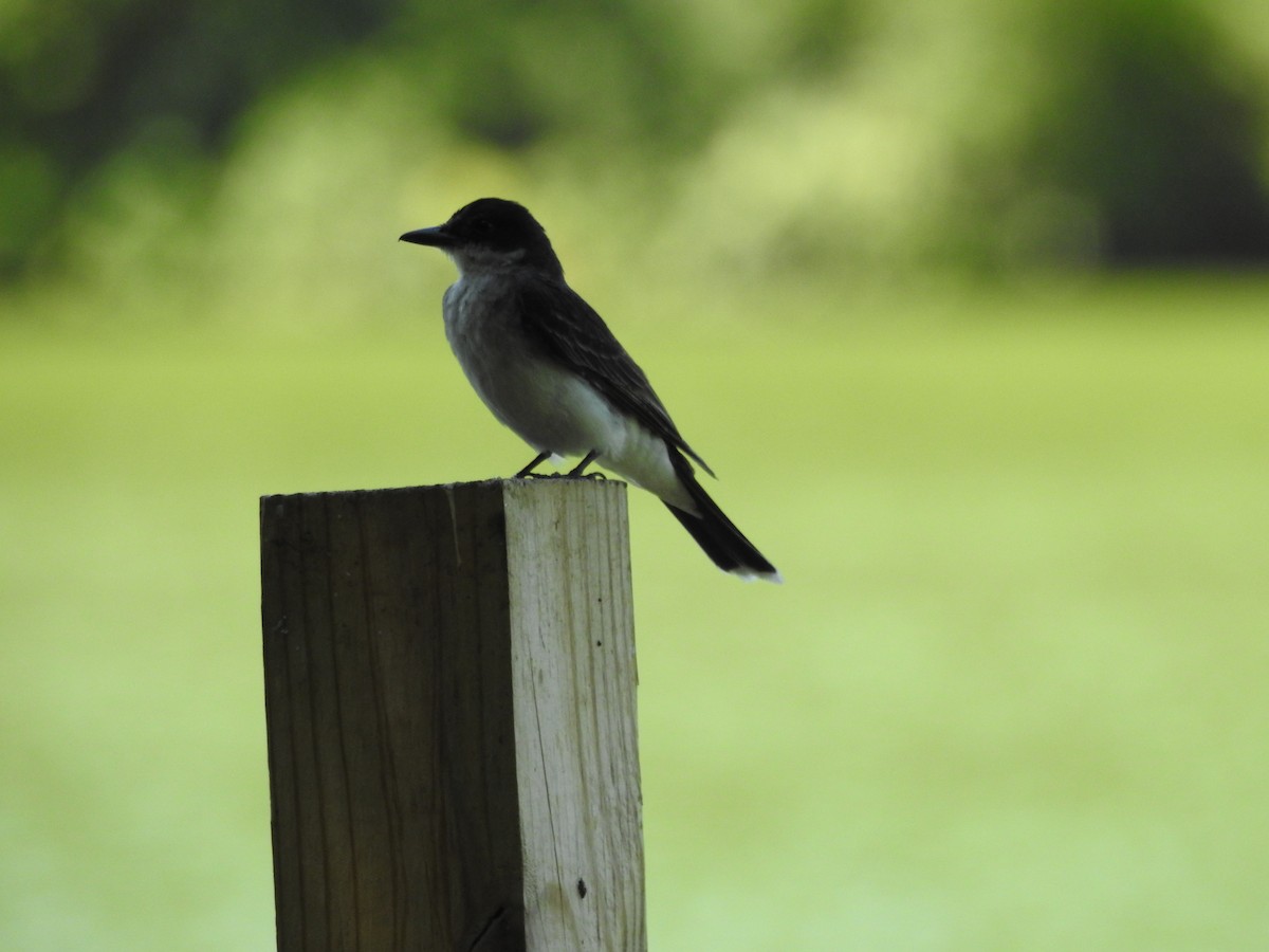 Eastern Kingbird - ML530612481