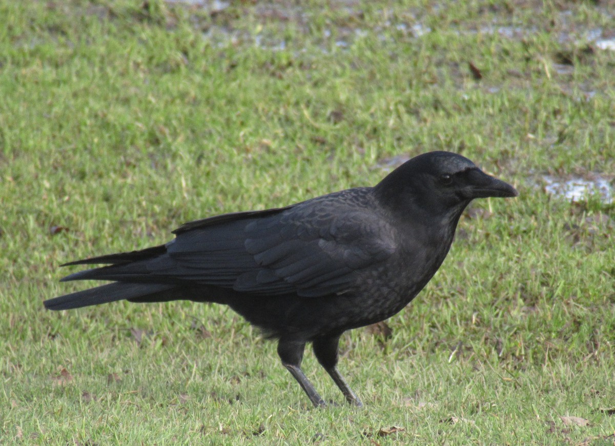 American Crow - ML530613301