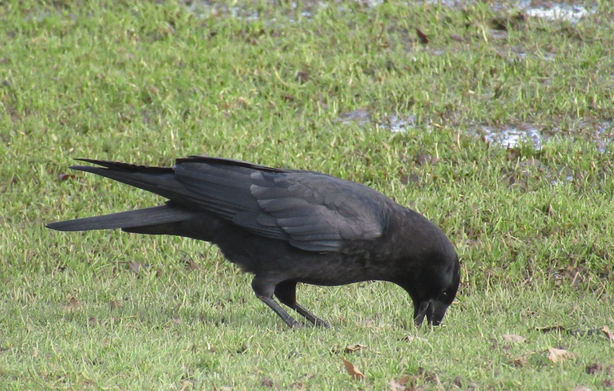 American Crow - ML530613311