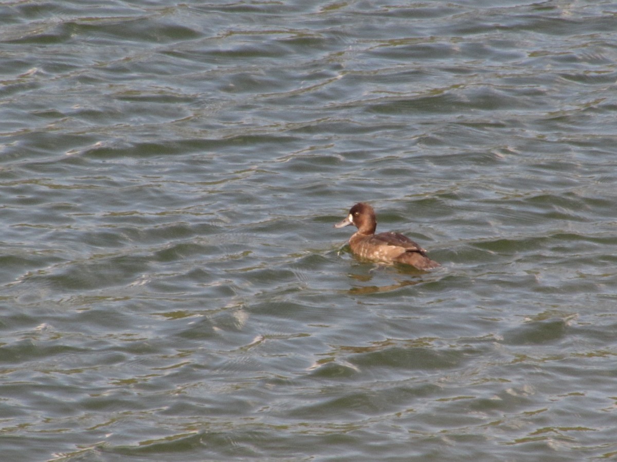 Lesser Scaup - ML530613421