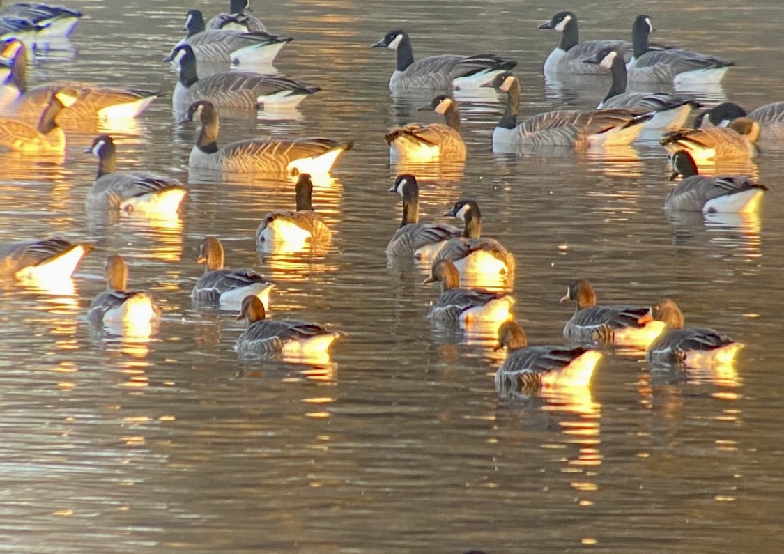 Greater White-fronted Goose - ML530615001