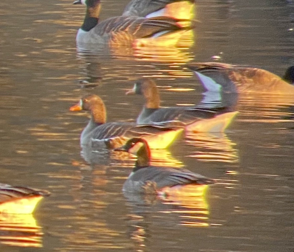 Greater White-fronted Goose - ML530615011